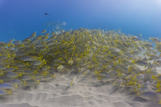 Scuba Dive at Electric Beach - What You Can Expect on the Tour