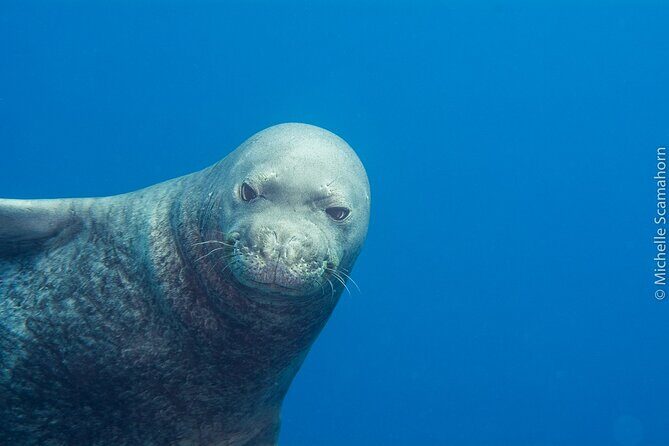 Scuba Dive at Niihau (Forbidden island) - Practical Details: What It’s Like Day-to-Day