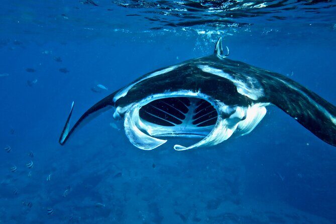 Scuba Dive at Niihau (Forbidden island) - Who Will Love This Tour?