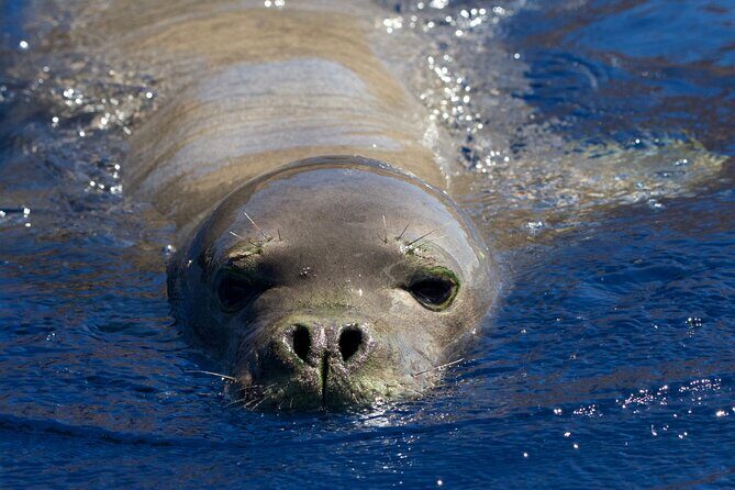 Scuba Dive at Niihau (Forbidden island) - Final Thoughts