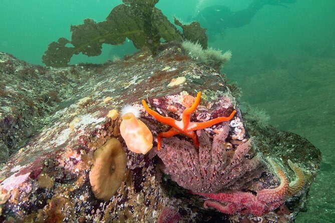 Scuba Dive Boat Charter in Vancouver (Certified Divers Only!) - Duration and Group Size