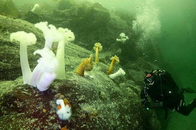 Scuba Dive Boat Charter in Vancouver (Certified Divers Only!) - FAQs