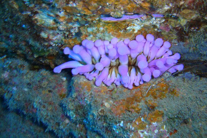 Scuba Dive excursion for Beginners in a Turtle Area - Key Points