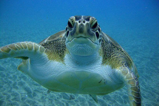 Scuba Dive excursion for Beginners in a Turtle Area - Who Should Consider This Tour?