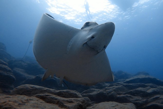 Tenerife First Time Scuba Dive – Turtle Habitat, Small Groups - Meeting Point and Logistics