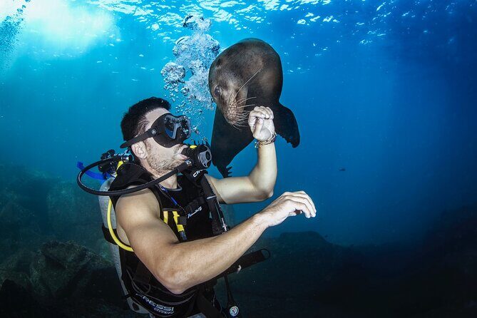 Scuba Dive in La Paz: Sea Lions, Turtles, Fish Schools and Wrecks - What’s It Like to Spend a Day Diving in La Paz?