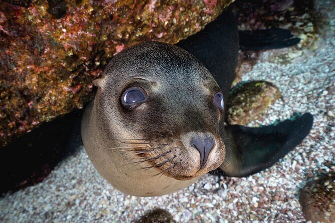 Scuba Dive in La Paz: Sea Lions, Turtles, Fish Schools and Wrecks - The Itinerary Breakdown