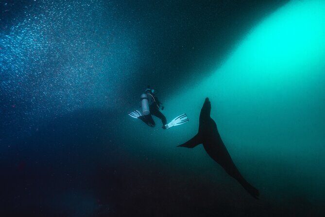 Scuba Dive in La Paz: Sea Lions, Turtles, Fish Schools and Wrecks - FAQ