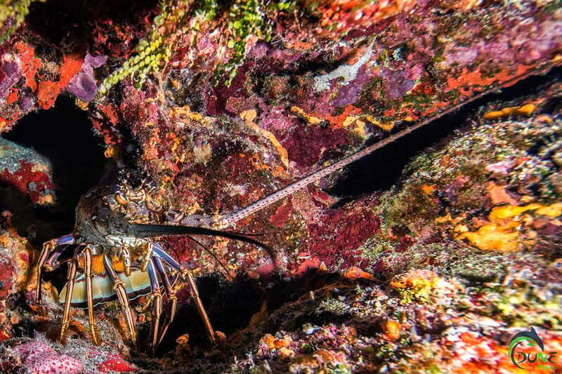 Scuba Dive in Playa del Carmen - 2 Dives (Certified divers) - Final Thoughts