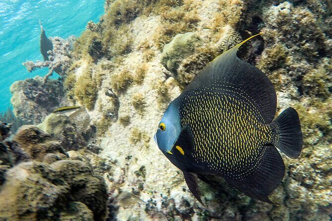 Scuba Dive in the best reefs in the Riviera Maya 2 tanks - Final Thoughts: Is It Worth It?