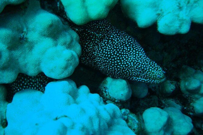 SCUBA DIVE: Kallithea's Underwater Exploration - The Underwater Environment of Kallithea