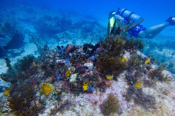 Scuba Diver Certification Course - What to Expect from the Course