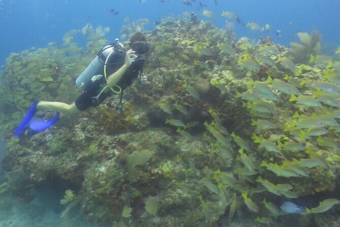 Scuba Diving (1st time) in Cancun Beginner's WELCOMED! - The Experience for Different Types of Travelers