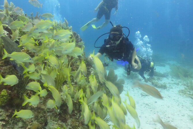 Scuba Diving (1st time) in Cancun Beginner's WELCOMED! - FAQ