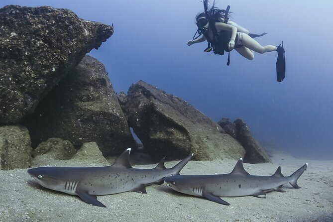 Scuba Diving - The Sum Up