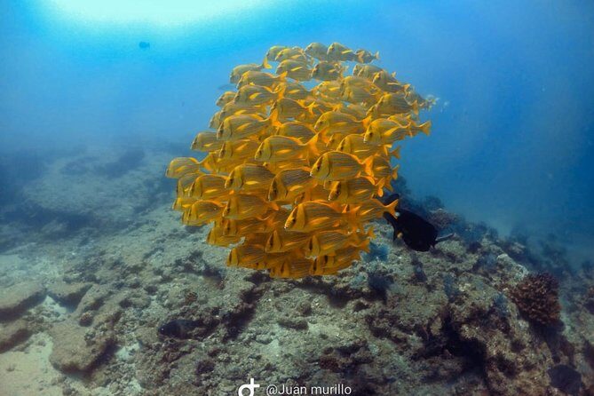 Scuba Diving adventure Cabo pulmo - Key Points