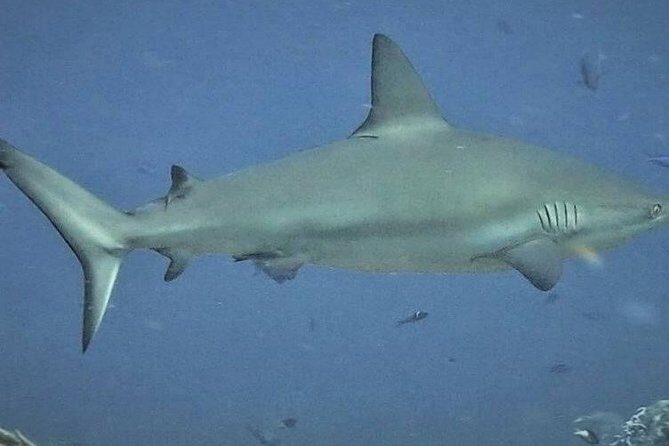 Scuba Diving Adventure WITHOUT CERTIFICATION! Try it today! - Who Should Consider This Tour?