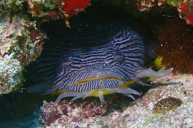 Scuba Diving Adventure WITHOUT CERTIFICATION! Try it today! - The Bottom Line