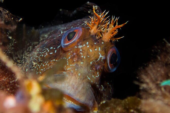 Scuba Diving Albufeira-Double Dive Trip - Pricing and Value