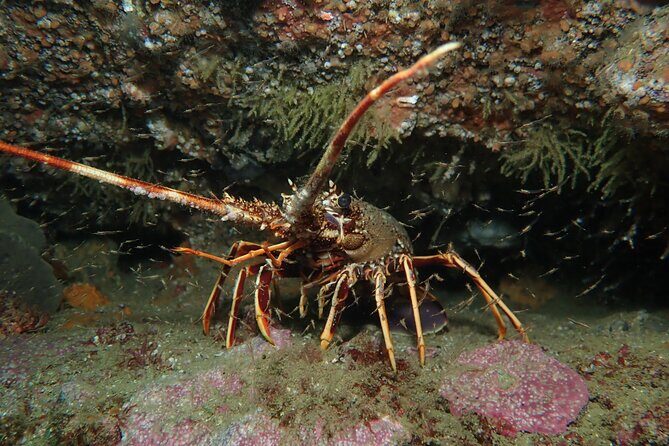 Scuba Diving Albufeira-Double Dive Trip - Who Will Love This Tour?