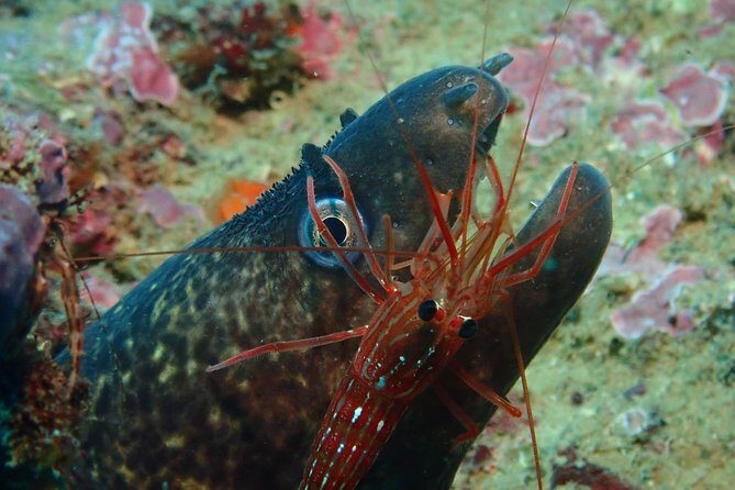 Scuba Diving Albufeira-Double Dive Trip - The Sum Up