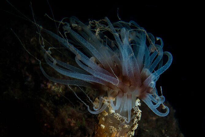 Scuba Diving Albufeira-Double Dive Trip - FAQ