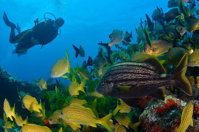 Scuba Diving around the Riviera Maya Reefs - Scuba Diving around the Riviera Maya Reefs: An Honest Look