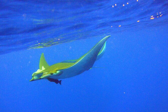 Scuba Diving - Key Points