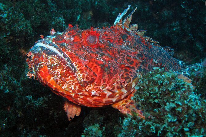 Scuba Diving - The Practical Details