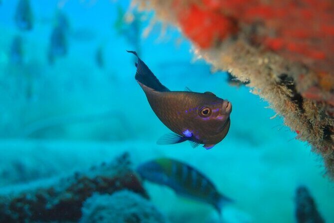 Scuba Diving Experience at Arguineguin and Puerto Rico - What the Reviews Say