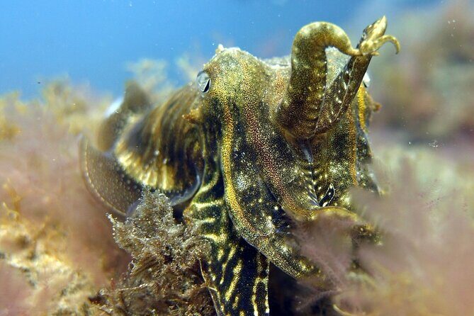 Scuba Diving Experience for Beginners in Gran Canaria - The Day Itself and Beyond