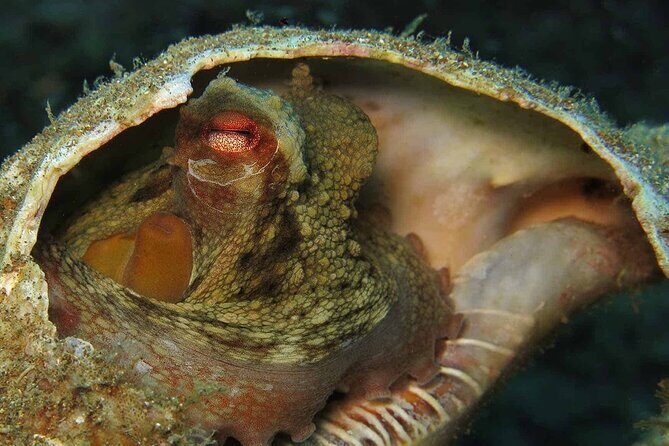 Scuba Diving Experience for Beginners in Ponta de São Lourenço - Authentic Guest Perspectives
