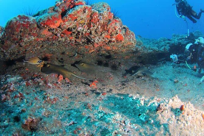 Scuba Diving Experience for Beginners in Ponta de São Lourenço - The Sum Up