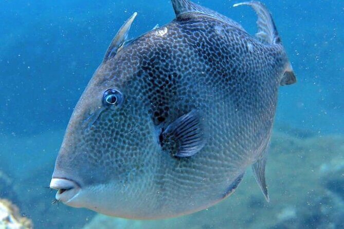 Scuba Diving Experience for Beginners in Ponta de São Lourenço - FAQs