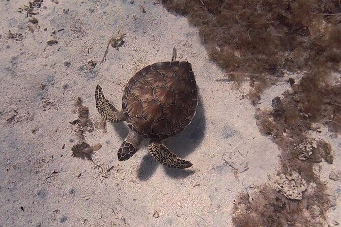 Scuba Diving Experience + Free Edited Video - What to expect during the tour