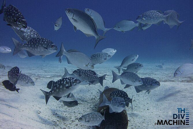 Scuba Diving for Beginners  Playa del Carmen or Tulum - Who Should Consider This Experience?