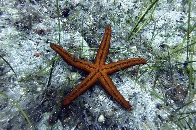 Scuba Diving for Beginners with a PADI Instructor near Heraklion - Whats Included and Whats Not