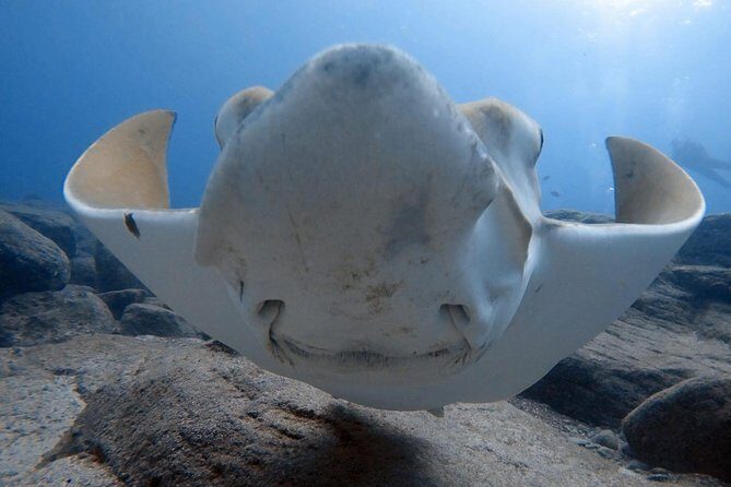 Scuba Diving for Certified Divers in Costa Adeje - Introduction