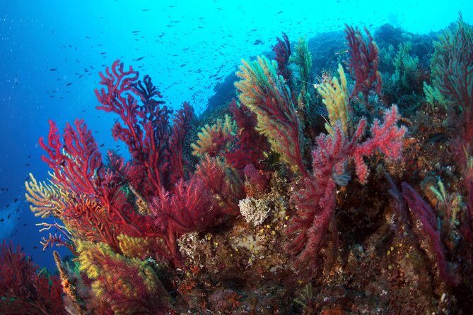 Scuba diving in Calabria, Italy - FAQs