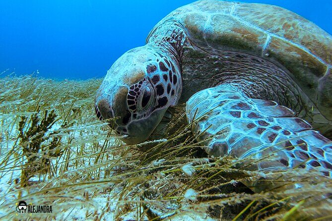 Scuba Diving in Cozumel or Playa del Carmen with Certificates - Why This Tour Stands Out