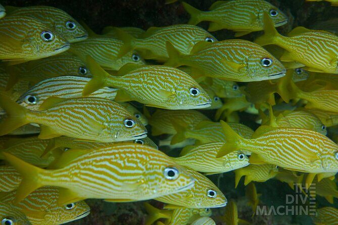 Scuba Diving in Cozumel or Playa del Carmen with Certificates - The Experience in Action: What You Can Expect