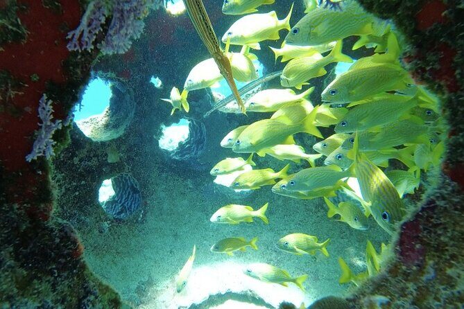 Scuba Diving in Cozumel or Playa del Carmen with Certificates - FAQs