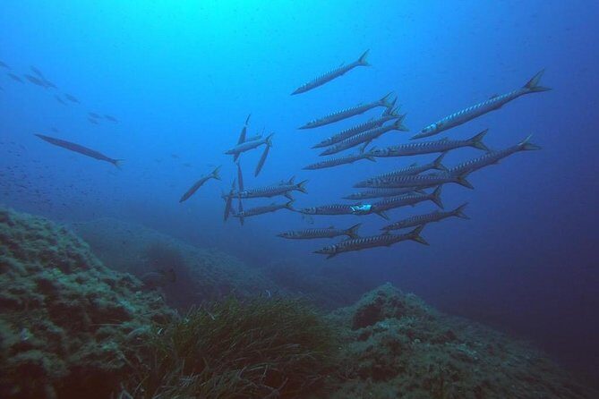 Scuba Diving in La Maddalena & Lavezzi Park for certified divers. - The Basics of the Tour