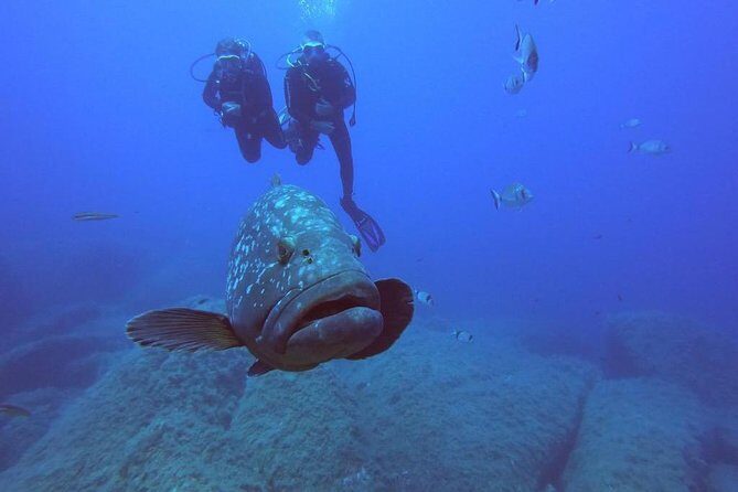Scuba Diving in La Maddalena & Lavezzi Park for certified divers. - What Youll Experience Underwater