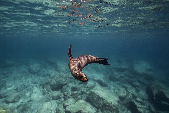 Scuba Diving in La Paz Private Tour - What to Expect from the Itinerary