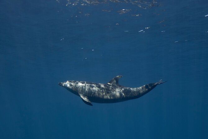 Scuba Diving in La Paz Private Tour - Authentic Perspectives from Travelers (based on reviews)