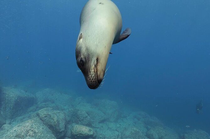 Scuba Diving in La Paz Private Tour - FAQ