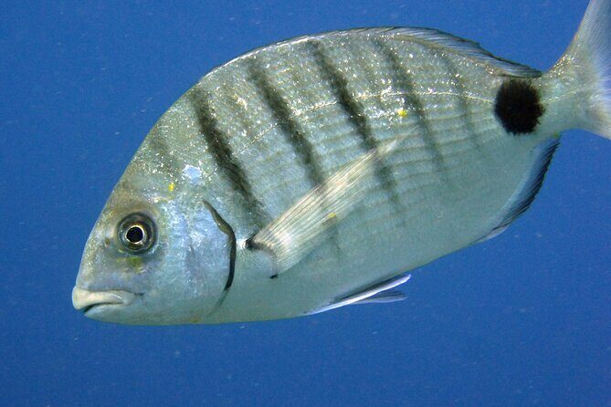 Scuba Diving in Lanzarote (for certified divers only) - Final thoughts: Is this experience worth it?