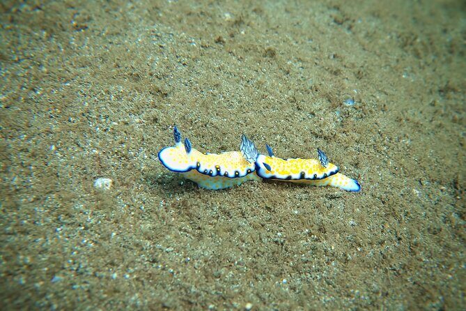 Scuba Diving in Maui with No Experience Needed - Value for Money and Practical Considerations