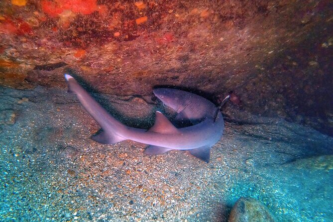 Scuba Diving in Maui with No Experience Needed - Small Group Size & Guided Experience